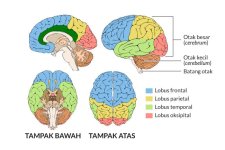 apa-yang-membedakan-otak-kiri-dan-otak-kanan-0-alodokter.jpg