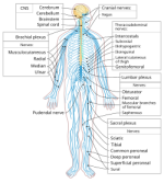250px-Nervous_system_diagram-en.svg.png