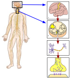640px-Somatic_Nervous_System_Image.svg.png