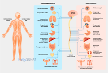 nervous-system-01-690x467 (1).png