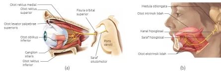Efektor_saraf_okulomotor_a_efektor_saraf_hipoglosal_b.webp