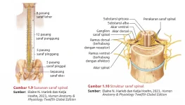 struktur_saraf_spinal.webp