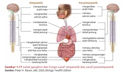 letak_ganglion_dan_fungsi_saraf_simpatetik.webp