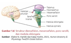 Struktur-diensefalon_mesensefalon_pons_varolli.webp