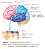 bagian_bagian_serebrum.webp