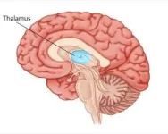 talamus_di_otak.webp