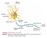 struktur_sel_saraf.webp