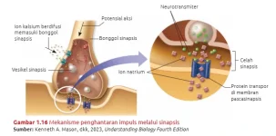 Mekanisme_penghantaran_impuls_melalui_sinapsis.webp