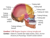 bagian_bagian_tulang_tengkorak.webp