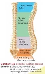struktur_tulang_belakang.webp