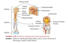 Struktur_tulang_rawan_dan_tulang_keras.webp