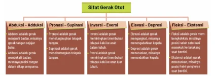 Sifat_gerak_otot_antagonis.webp